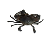 Live Mud Crab Kenya (500 grms to 650 grms)